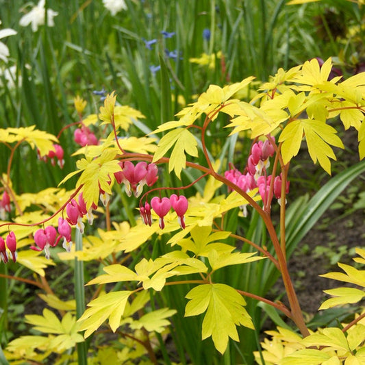 Dicentra 'Gold Heart' Bleeding Heart