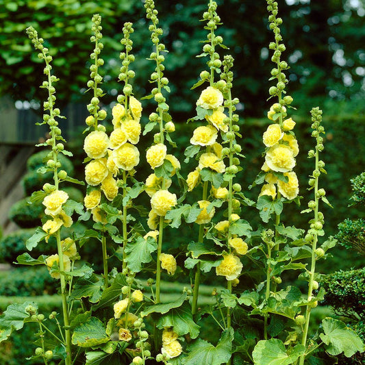 Alcea Yellow Hollyhock