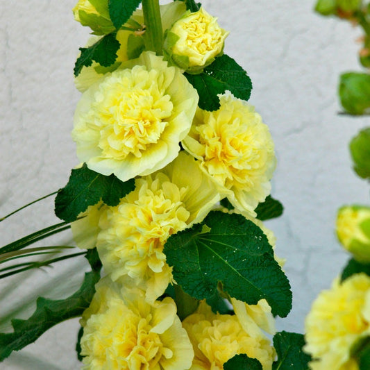 Alcea Yellow Hollyhock