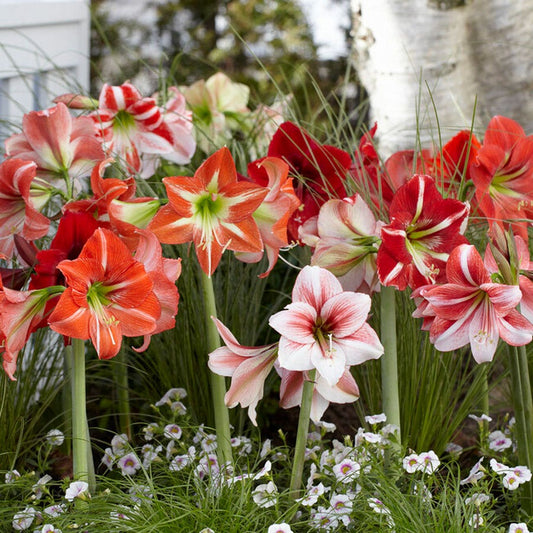 Hippeastrum Mixed Amaryllis Bulbs