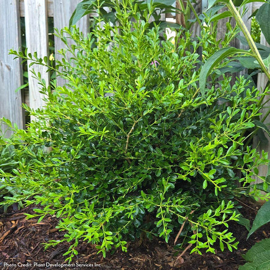 Buxus Better Boxwood® Skylight™