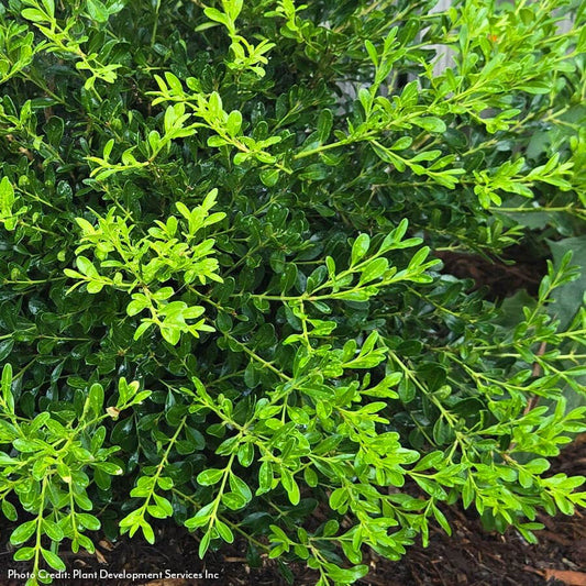 Buxus Better Boxwood® Skylight™
