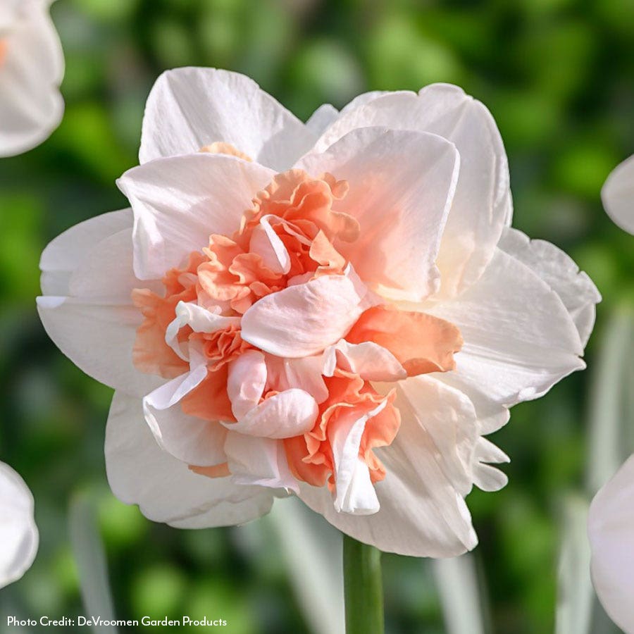 Narcissus My Story Daffodil Bulbs