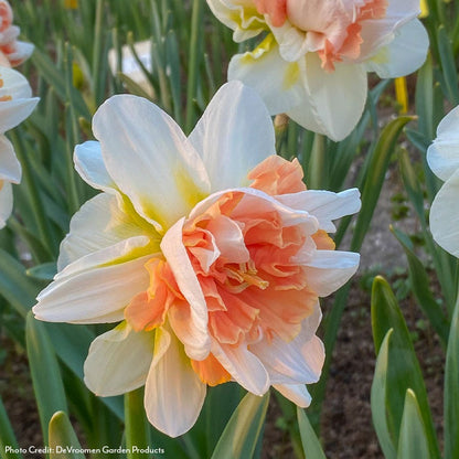 Narcissus My Story Daffodil Bulbs