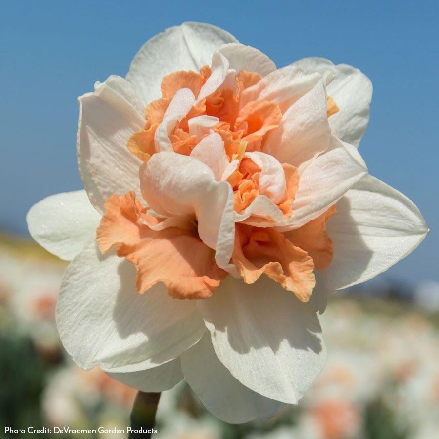 Narcissus My Story Daffodil Bulbs