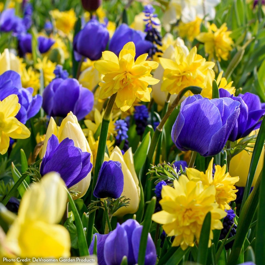 Tulipa, Narcissus, Anemone, Muscari Blue By You Bulb Blend