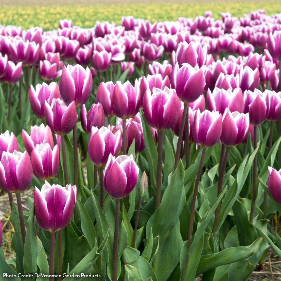 Tulipa Synaeda Blue Tulip Bulbs