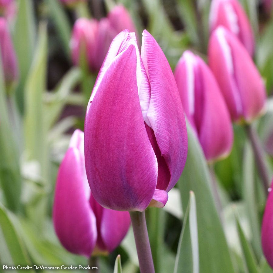 Tulipa Synaeda Blue Tulip Bulbs