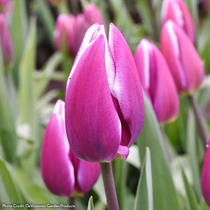 Tulipa Synaeda Blue Tulip Bulbs