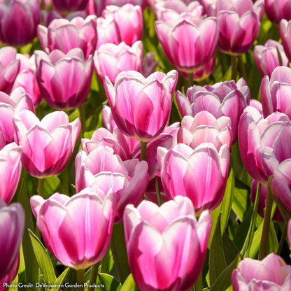 Tulipa Synaeda Blue Tulip Bulbs