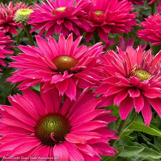 Echinacea SunSeekers® Sweet Fuchsia Coneflower