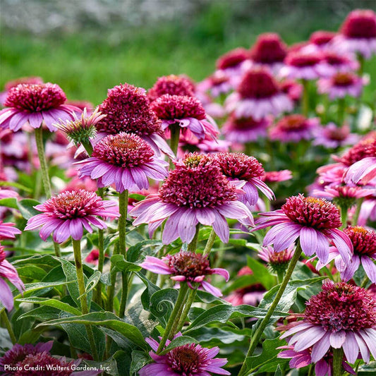 Echinacea Double Coded™ 'Everything's Rosy' Coneflower