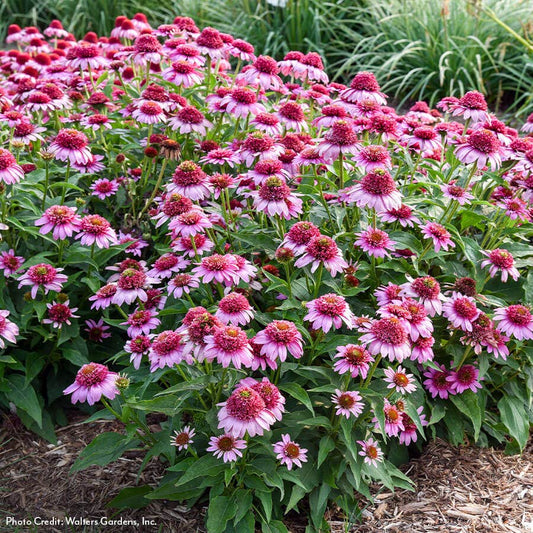 Echinacea Double Coded™ 'Everything's Rosy' Coneflower