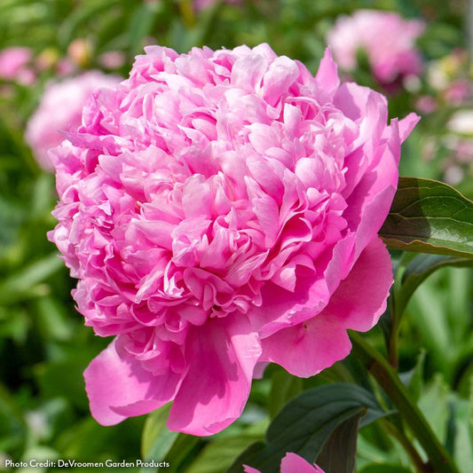 Paeonia Monsieur Jules Elie Peony