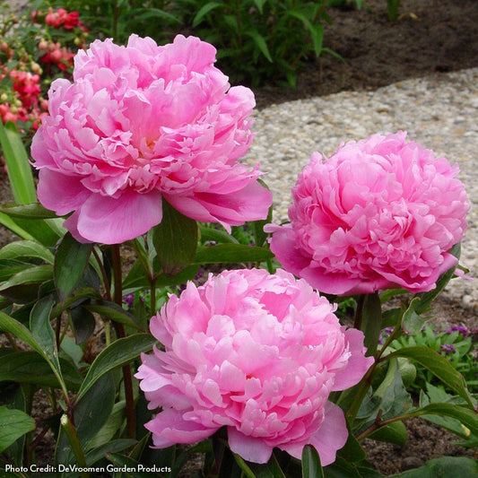 Paeonia Monsieur Jules Elie Peony