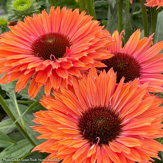 Echinacea SunSeekers® Rainbow Coneflower