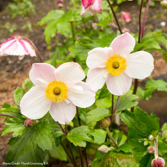 Anemone Dainty Swan Windflower