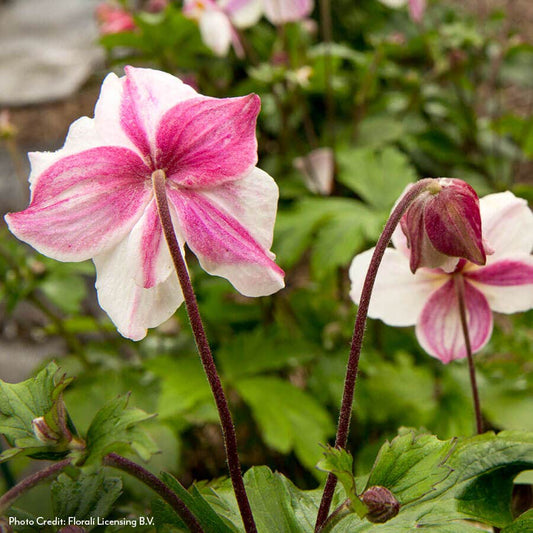 Anemone Dainty Swan Windflower