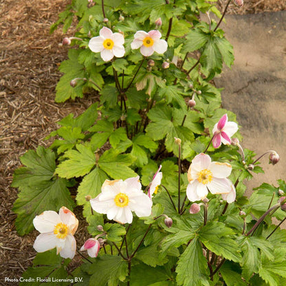 Anemone Dainty Swan Windflower