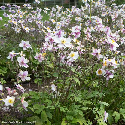 Anemone Dainty Swan Windflower