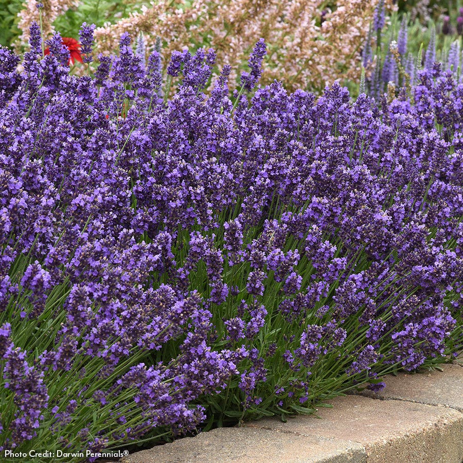 Lavandula 'SuperBlue' English Lavender