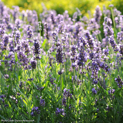 Lavandula 'SuperBlue' English Lavender