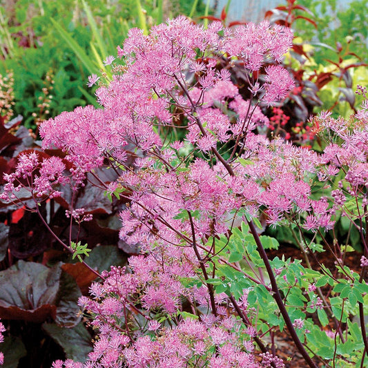 Thalictrum 'Black Stockings'