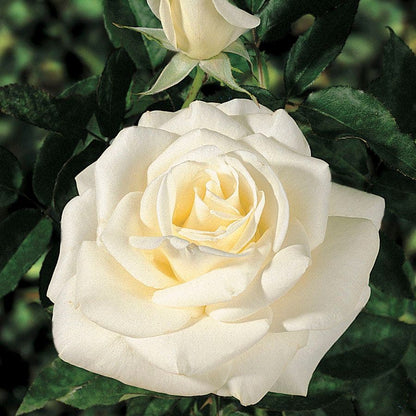 Rosa John F. Kennedy