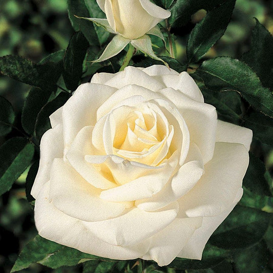Rosa John F. Kennedy