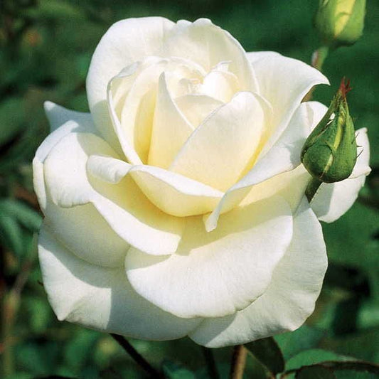 Rosa John F. Kennedy