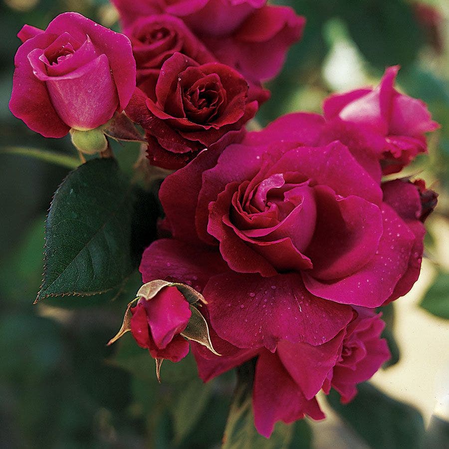 Rosa Intrigue