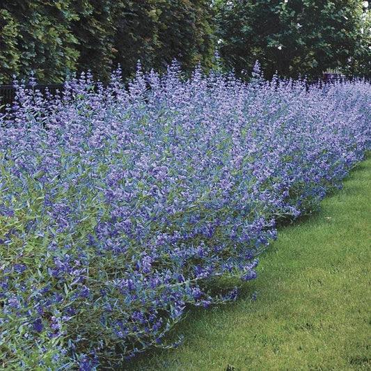 Caryopteris 'Longwood Blue'