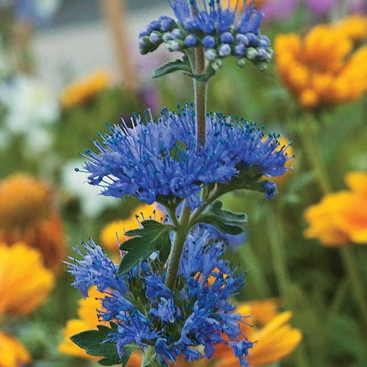 Caryopteris 'Longwood Blue'