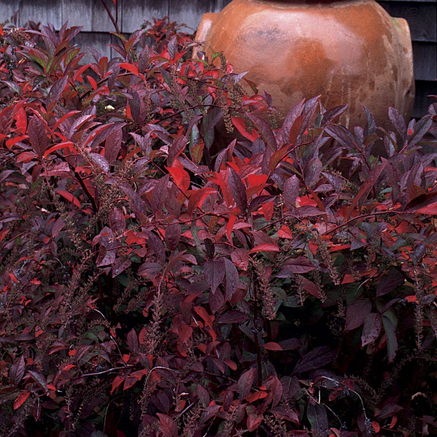 Itea 'Henry's Garnet'