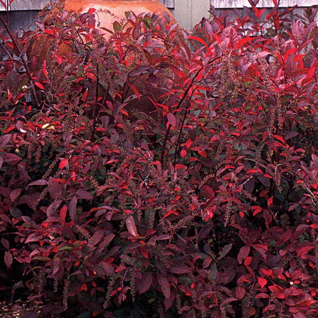 Itea 'Henry's Garnet'