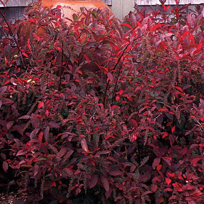 Itea 'Henry's Garnet'