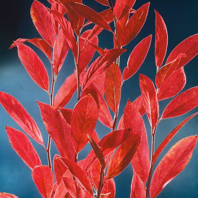 Itea 'Henry's Garnet'
