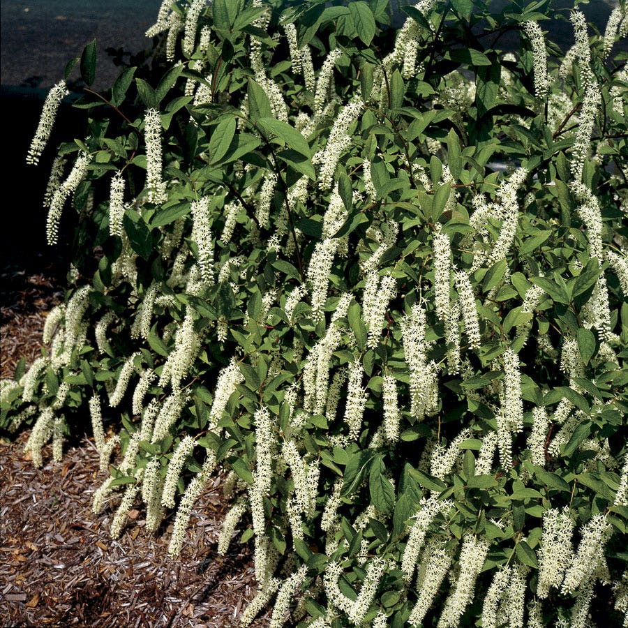 Itea 'Henry's Garnet'