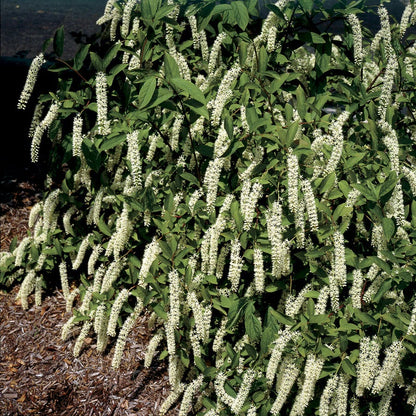 Itea 'Henry's Garnet'