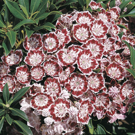 Kalmia 'Minuet'