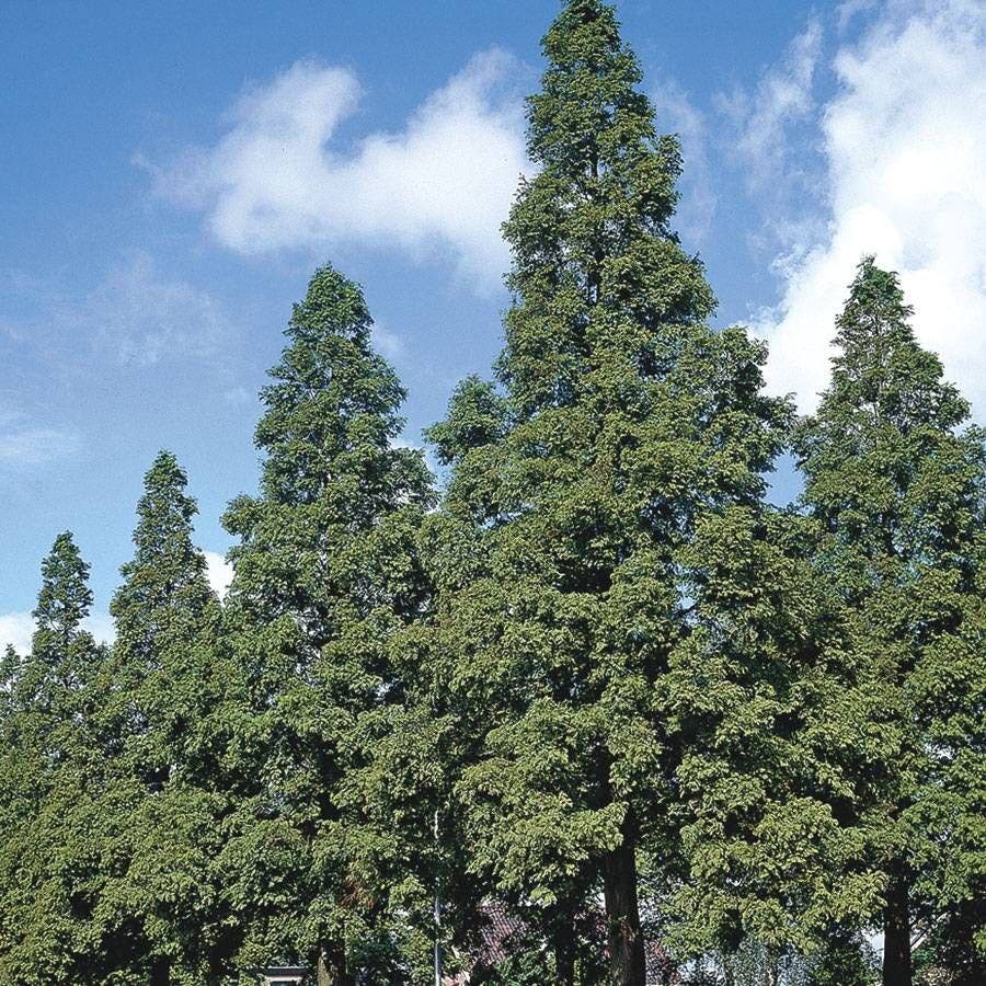 Metasequoia glyptostroboides
