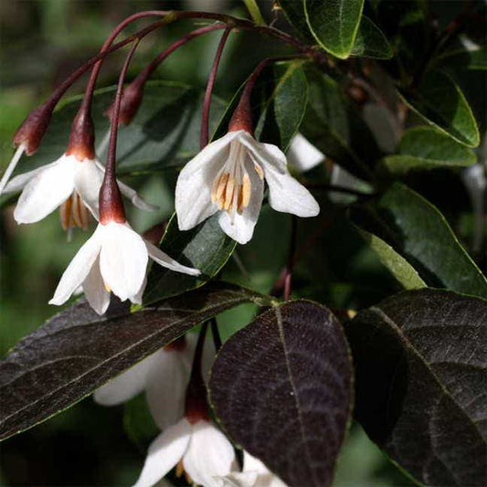 Styrax 'Evening Light'