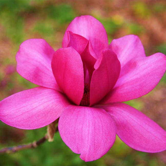 Magnolia 'Vulcan'