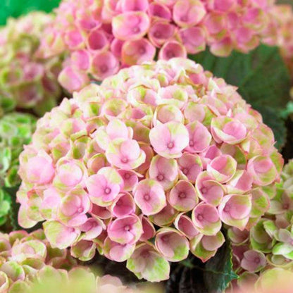 Mophead Hydrangea Everlasting™ Revolution