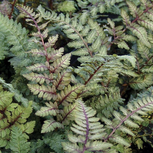 Athyrium 'Regal Red'