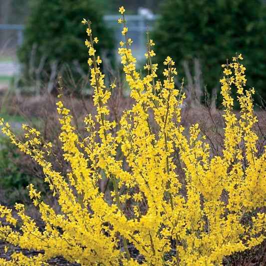 Forsythia Show Off®