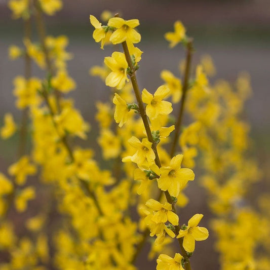 Forsythia Show Off®