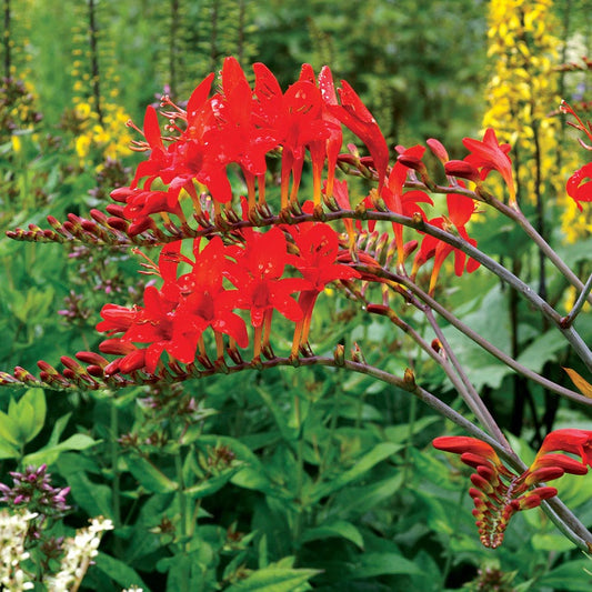 Crocosmia 'Lucifer' Falling Stars Bulbs