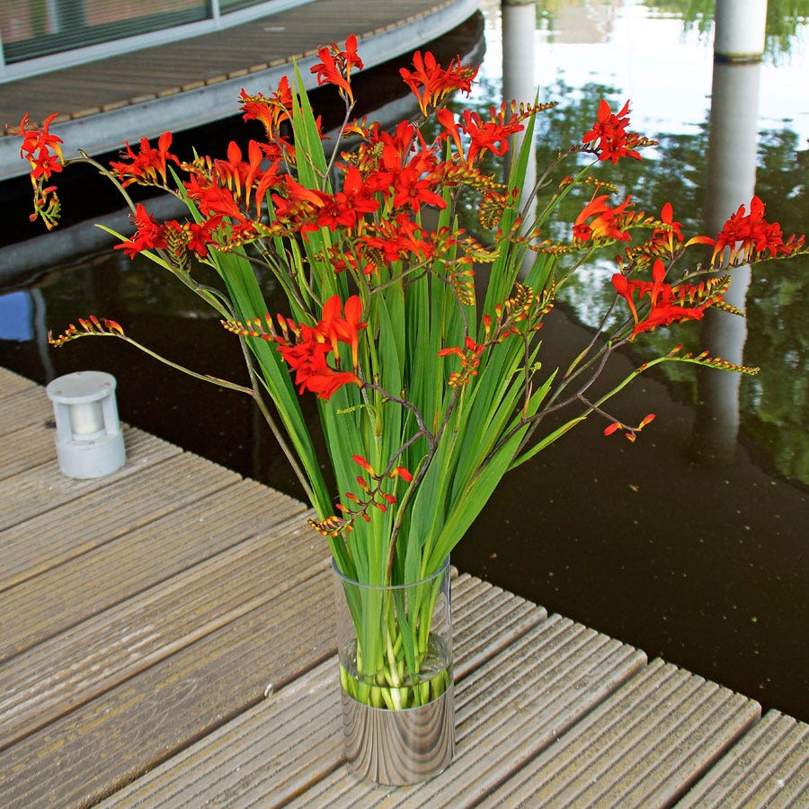 Crocosmia 'Lucifer' Falling Stars Bulbs