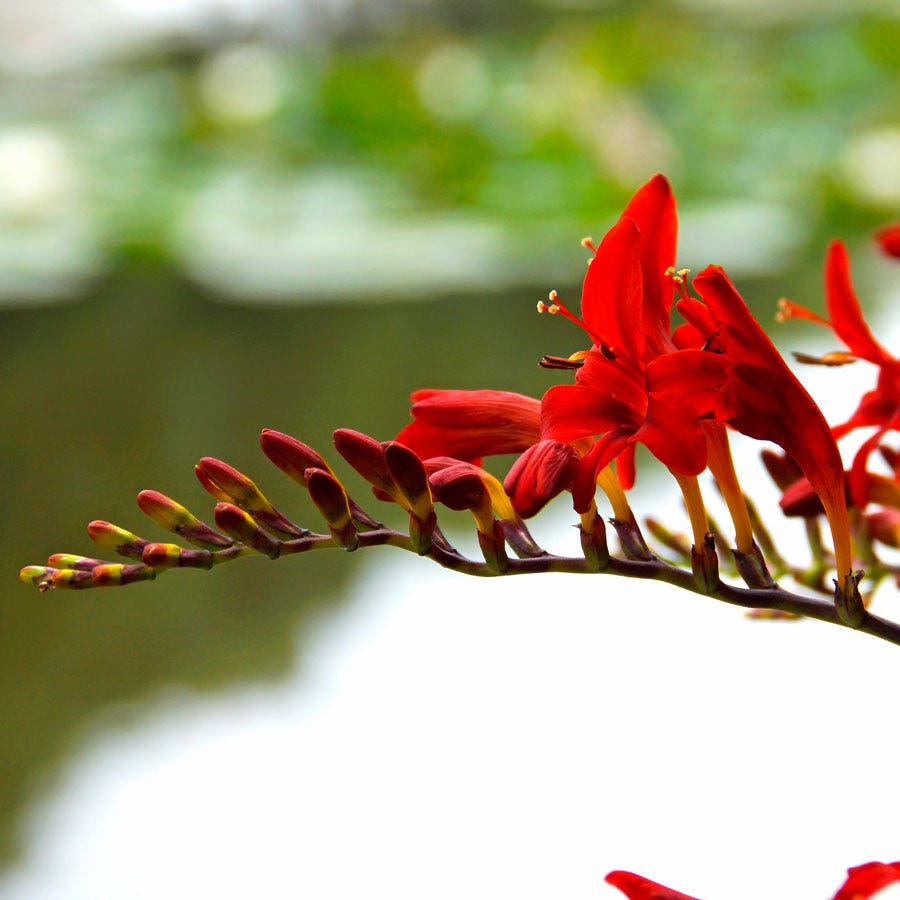 Crocosmia 'Lucifer' Falling Stars Bulbs